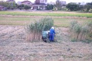 Rice harvest (rice_harvest_7364.jpg)