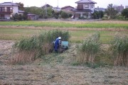 Rice harvest (rice_harvest_7365.jpg)
