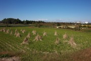 Rice harvest (rice_harvest_8040.jpg)