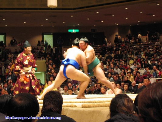 Sumo