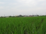  (rice_fields_4171.jpg)