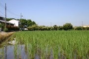 Rice (rice_fields_0024.jpg)