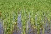 Rice (rice_fields_0026.jpg)