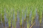 Rice (rice_fields_0027.jpg)