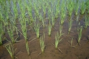 Rice (rice_fields_0028.jpg)