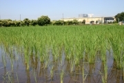 Rice (rice_fields_0031.jpg)