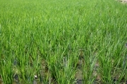 Rice (rice_fields_0033.jpg)