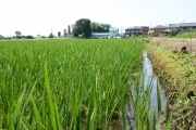 Rice (rice_fields_0034.jpg)
