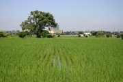 Rice (rice_fields_0040.jpg)