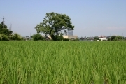 Rice (rice_fields_0041.jpg)