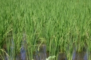 Rice (rice_fields_0042.jpg)