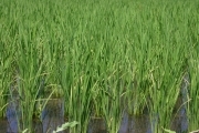 Rice (rice_fields_0043.jpg)