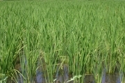 Rice (rice_fields_0044.jpg)