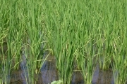 Rice (rice_fields_0045.jpg)