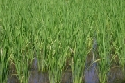 Rice (rice_fields_0046.jpg)