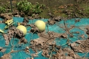Melons (rice_fields_0059.jpg)