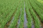 Rice (rice_fields_0063.jpg)