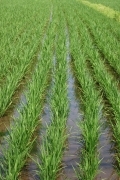 Rice (rice_fields_0064.jpg)