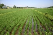 Rice (rice_fields_0070.jpg)