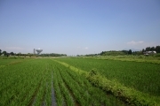 Rice (rice_fields_0072.jpg)