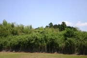Bamboo forest (rice_fields_0077.jpg)