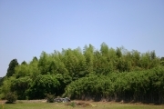Bamboo forest (rice_fields_0078.jpg)
