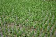 Rice (rice_fields_0079.jpg)