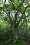 Majestic tree (kimpu_san_0095.jpg)