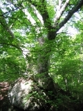 rocky tree (img_4173.jpg)