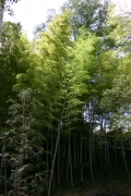 Bamboo (narita_tsukuba_4439.jpg)