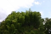 Bamboo (narita_tsukuba_4459.jpg)