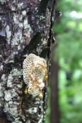 Honey comb on a tree (minami_aizu_nanatsugatake_hike_4670.jpg)