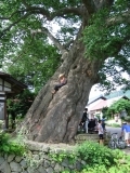 There is somebody in the big tree... (minami_aizu_cycling_4321.jpg)