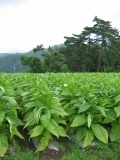Tobacco field (minami_aizu_cycling_4219.jpg)