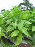 Tobacco leaves (minami_aizu_cycling_4220.jpg)