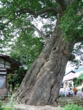 Big tree (950 years old) (minami_aizu_cycling_4322.jpg)