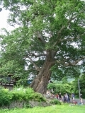 Big tree (950 years old) (minami_aizu_cycling_4323.jpg)