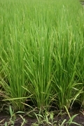 Rice field (rice_ears_flowers_4857.jpg)