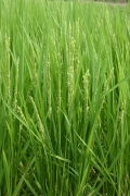 Rice ears (with white rice flowers) (rice_ears_flowers_4858.jpg)