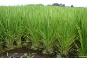 Rice field (rice_ears_flowers_4859.jpg)