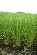 Rice field (rice_ears_flowers_4860.jpg)