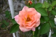 Rose near Narita-san temple (Naritasan_4894.jpg)