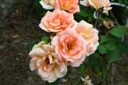 Roses near Narita-san temple (Naritasan_4895.jpg)