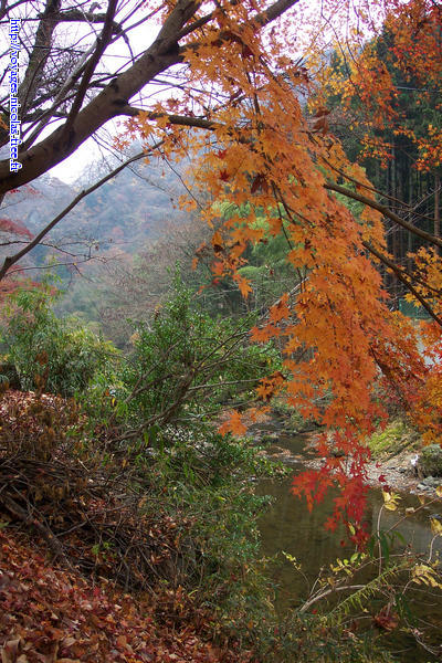 Fall landscape near Fukuroda falls (Fukuroda no Taki)