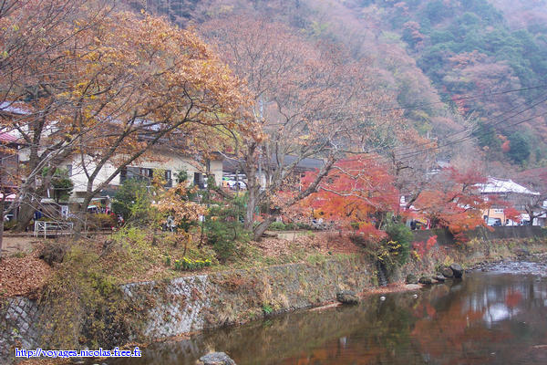 Trees with fall colors (Japan)