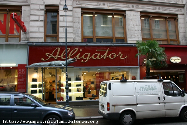 Alligator