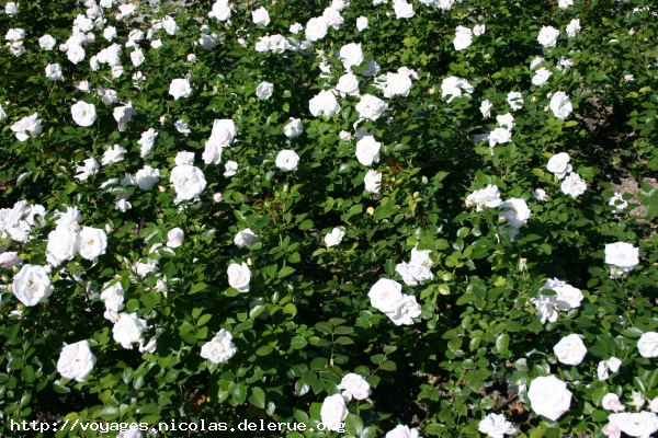 Aspirin