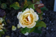 Prinz Eugen von Savoyen (Roses_7571.jpg)