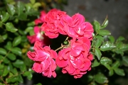 Fiona (Roses_7585.jpg)