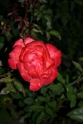Kammers�nger Karl Terkal (Roses_7617.jpg)